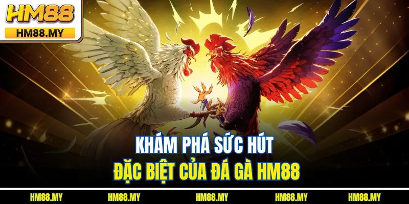 Khám phá sức hút đặc biệt của đá gà HM88 Khám phá sức hút đặc biệt của đá gà HM88