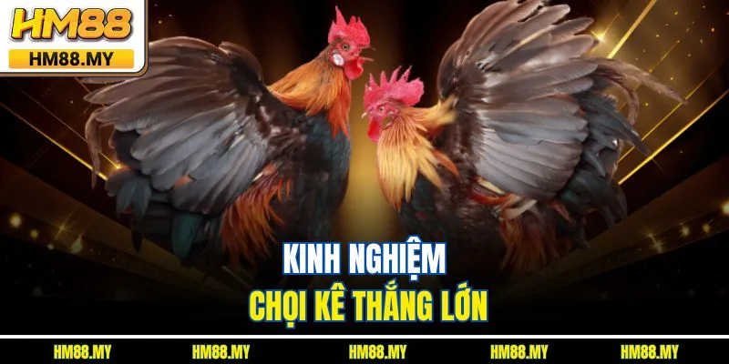 Kinh nghiệm chọi kê thắng lớn Kinh nghiệm chọi kê thắng lớn