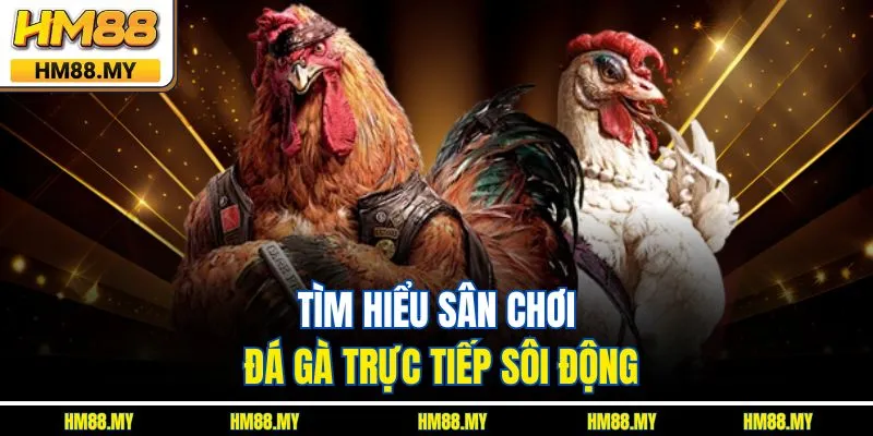 Tìm hiểu sân chơi đá gà trực tiếp sôi động Tìm hiểu sân chơi đá gà trực tiếp sôi động